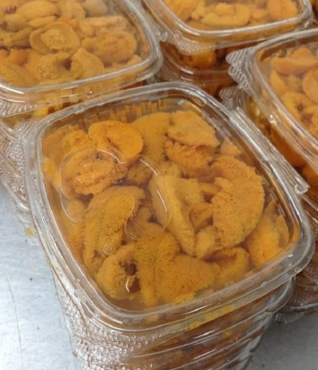 
Top Quality Fresh Frozen Sea Urchin .. 