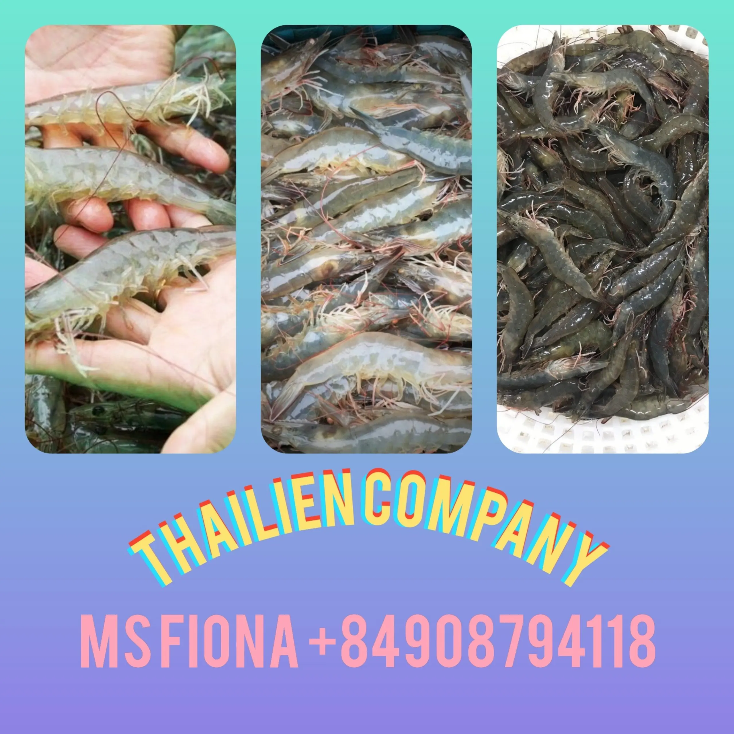 Best Seller Vannamei Shrimp and Shrimp Frozen Vannamei  - shrimp vannamei(Thailien company Ms Fiona:+84908794118)