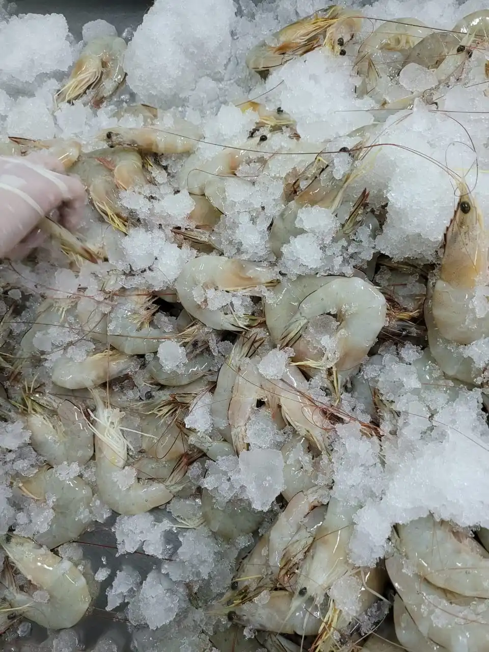Top Product Perfect Delicious Fresh Seafood (16-20 pcs/kg) Semi-IQF 1 kg/box Frozen White Shrimp HOSO