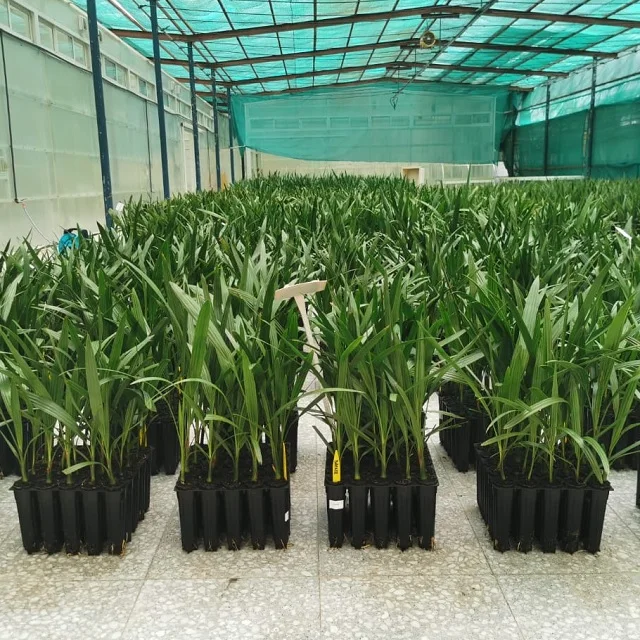 Саженцы культивирования тканей высокая производительность