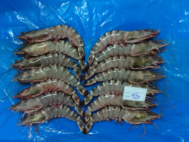 BLACK TIGER SHRIMPS SEA CAUGHT