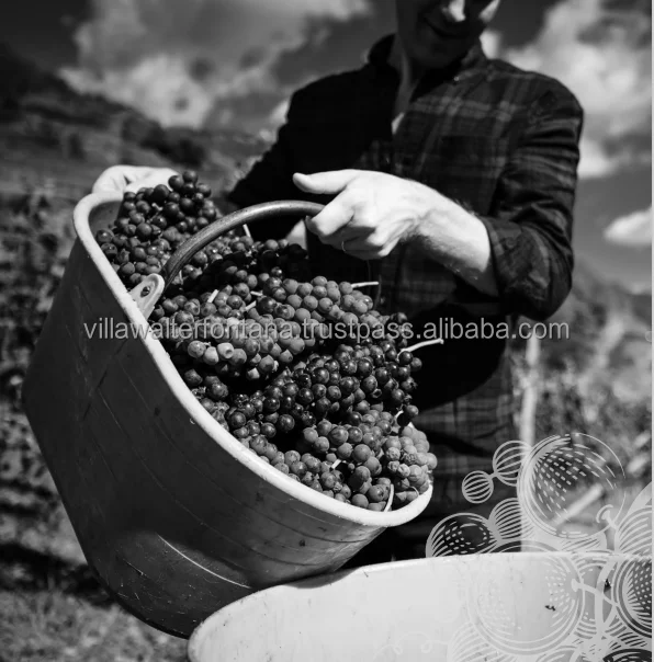  Винный столик для красного вина сделанный в Италии из Альп половина поддона Nebbiolo виноград разнообразное красное