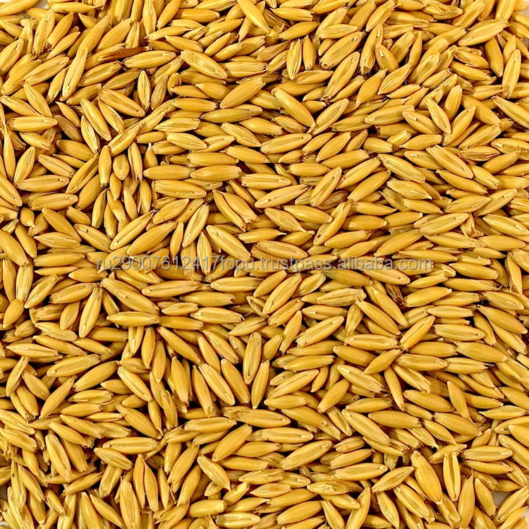 Oats 1-4 classes with worldwide delivery in grain carriers, covered wagons or containers wholesale, oats