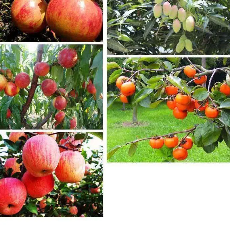 Заводская поставка инструмент для гравировки садовая корзина кокосовый металлический столб сбора фруктов