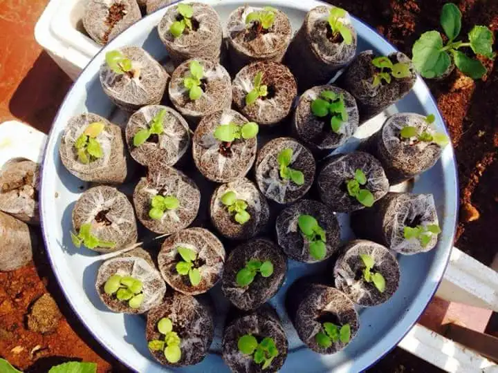 High Quality Coco Peat Pellet - Good Material For Planting Soil