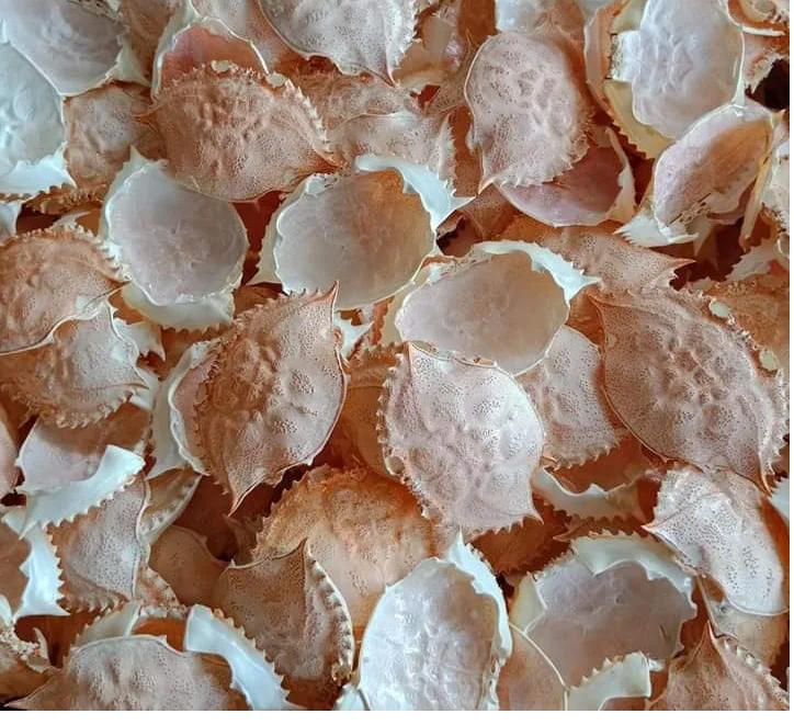 Dried Crab Shell from UK with Best Price
