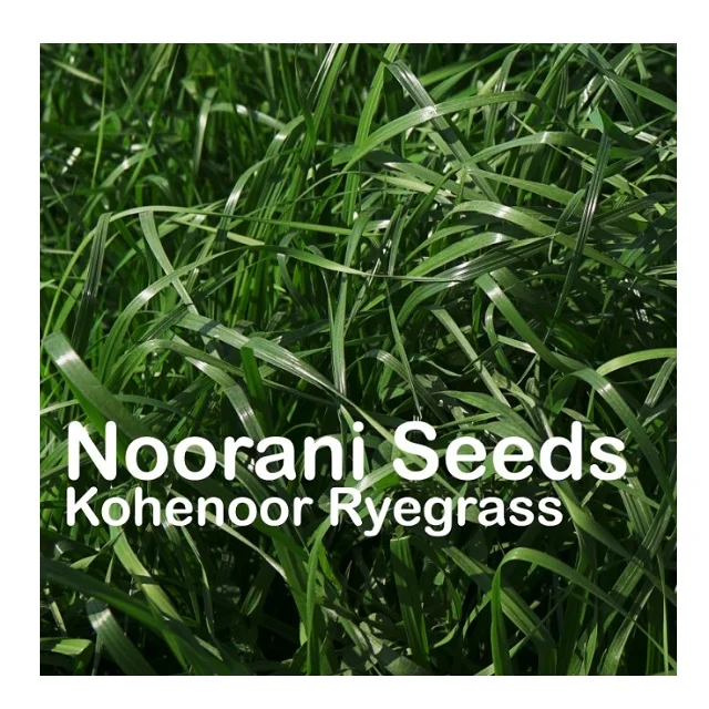 Lolium Perenne Rye Grass Seeds
