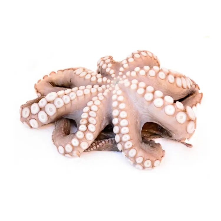 Frozen Whole Cleaned Baby Octopus with Cheap Price