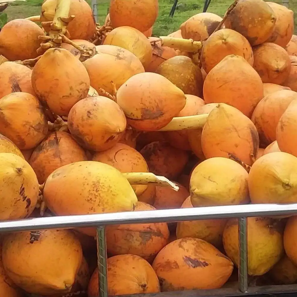 
 Король кокосовый  