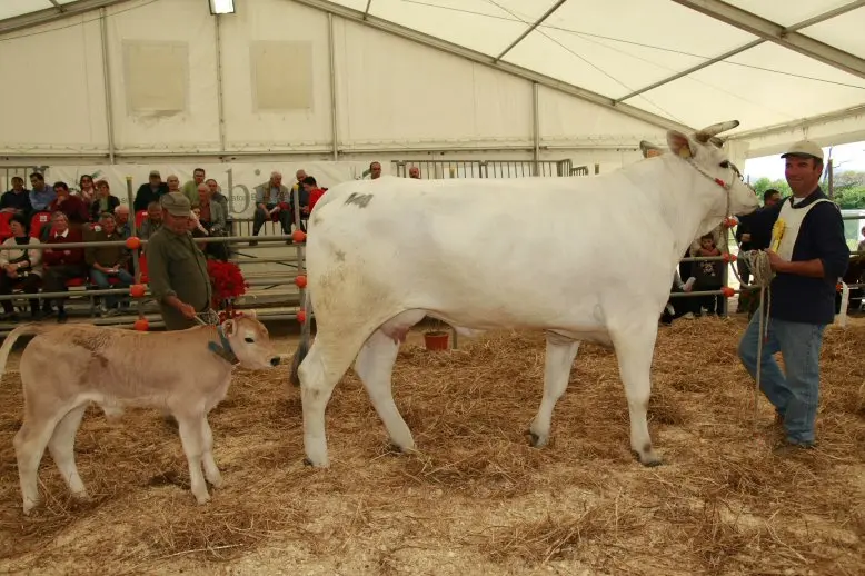 
Live Beef Master cattle For Sale 