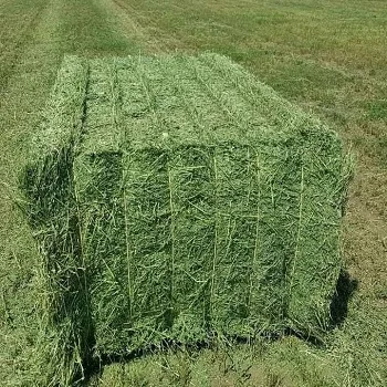 2022 Alfalfa Hay / Timothy Alfafa Hay / Rhode Hay