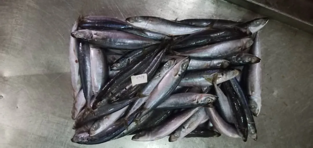 Premium Quality Fresh Frozen Whole Round Layang Scad With IQF BQF Freezing Process From Malaysia