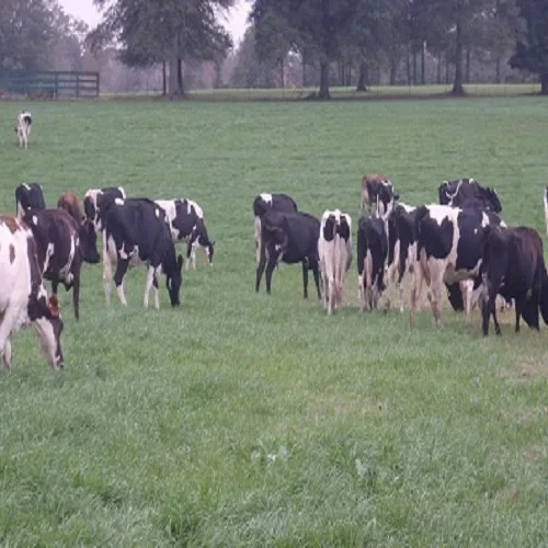 
Pregnant Dutch Holstein Heifers/Holstein heifers / Friesian cattle , Aberdeen Angus Fattening Beef Available for export 