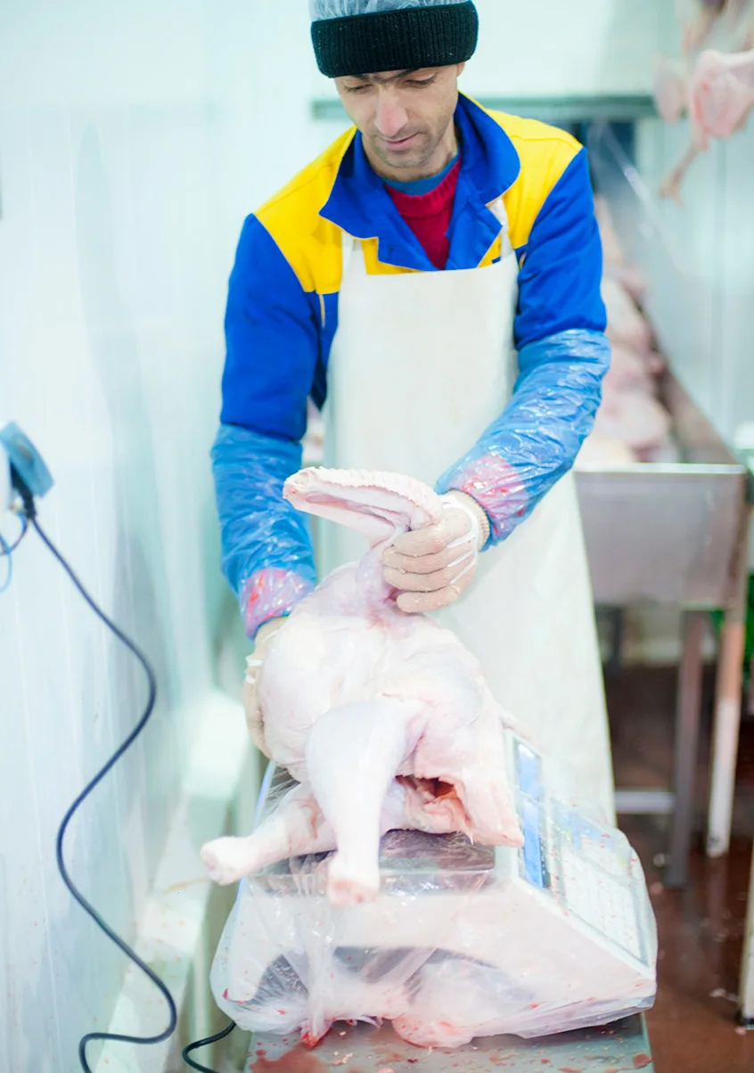 
Super taste Healthy Halal Turkey meat from Kazakhland 