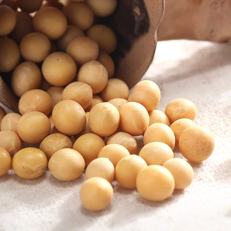 
Good Quality Soyabean / Soybeans Seeds / Soy bean for Sale 