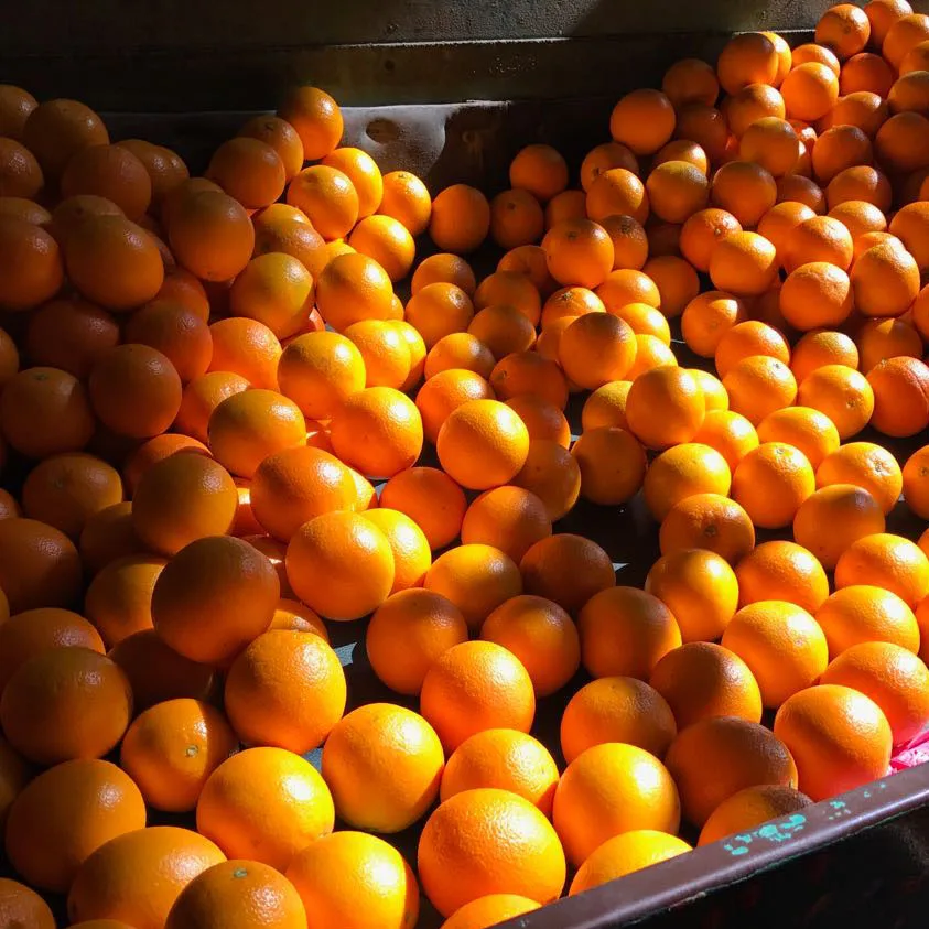 EGYPTIAN ORANGE HIGH QUALITY