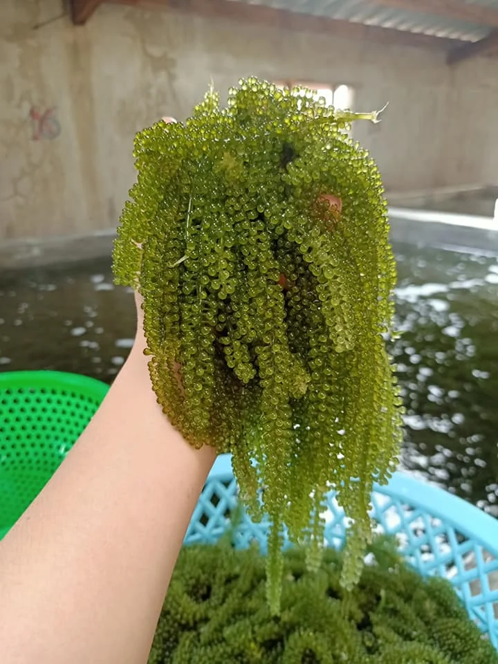  Дегидратированный морской виноград органический деликатесные суши продукт для здоровья морские водоросли MS ANNA + 84902804571