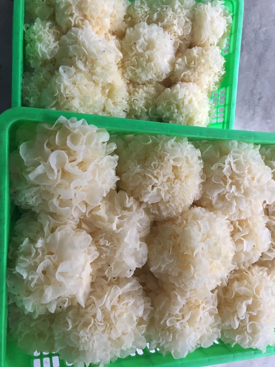 Грибы вьетнамские органические грибы высокое качество низкая цена (WhatsApp: MS.LAURA + 84 91 850