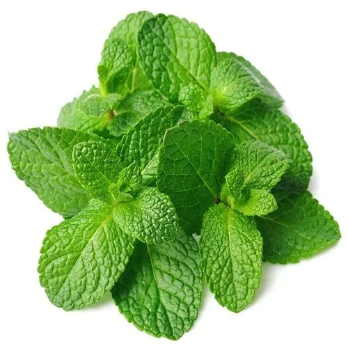FRESH MINT LEAVES
