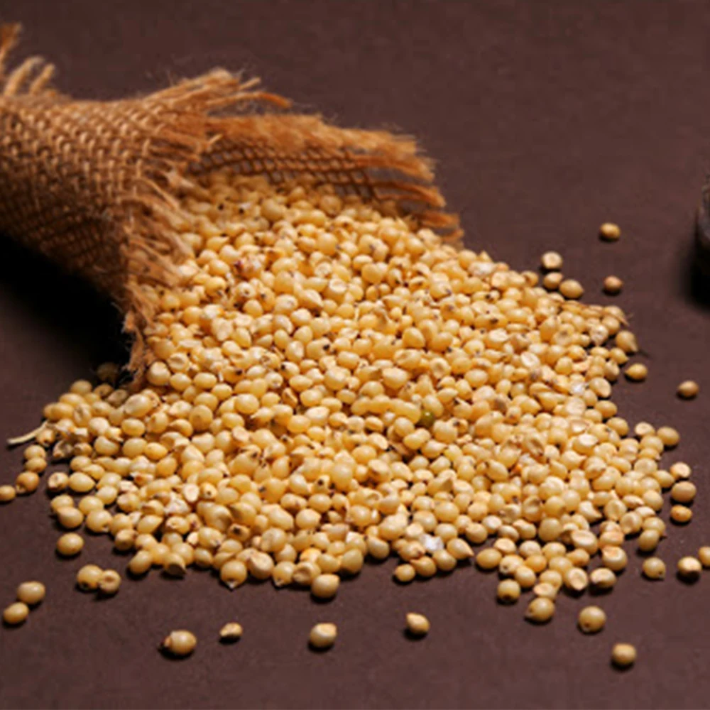 Чистый красный и белый сорго для продажи