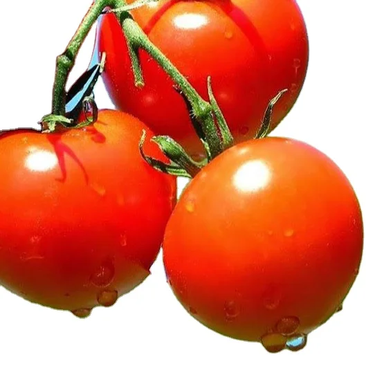 Лучший высококачественный томат для посева фартунов (темно-красный посева) новая продукция 2021 экспортного качества