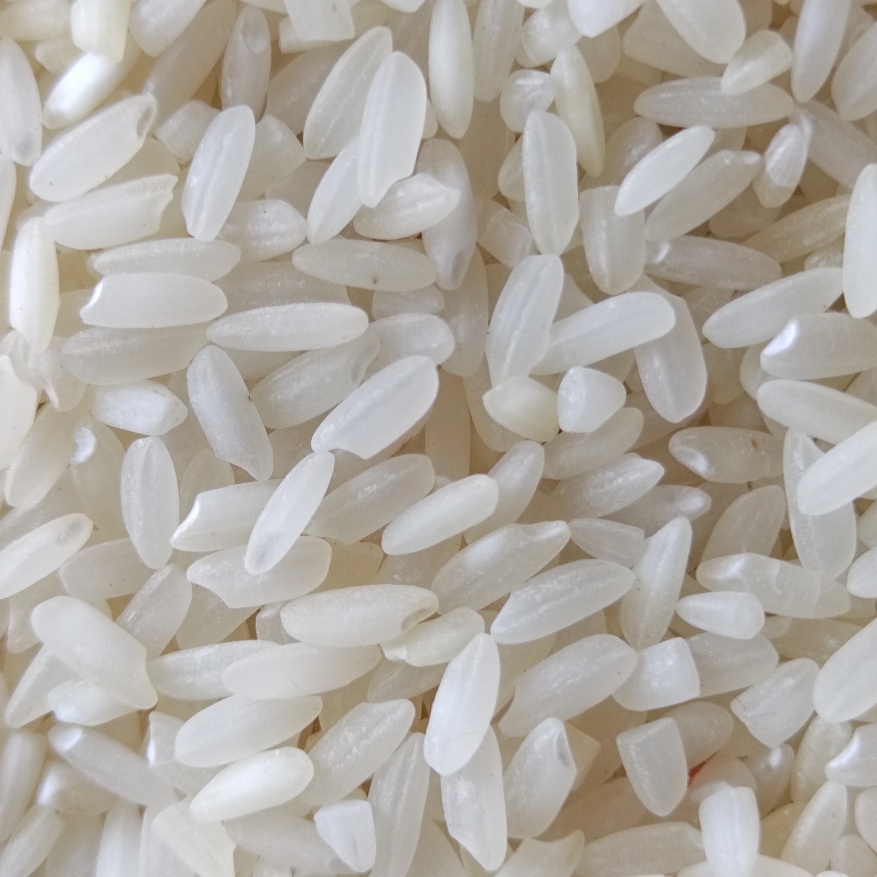short grain white rice