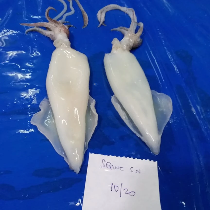 
SQUID WHOLE CLEANED SEMI NEEDLE 