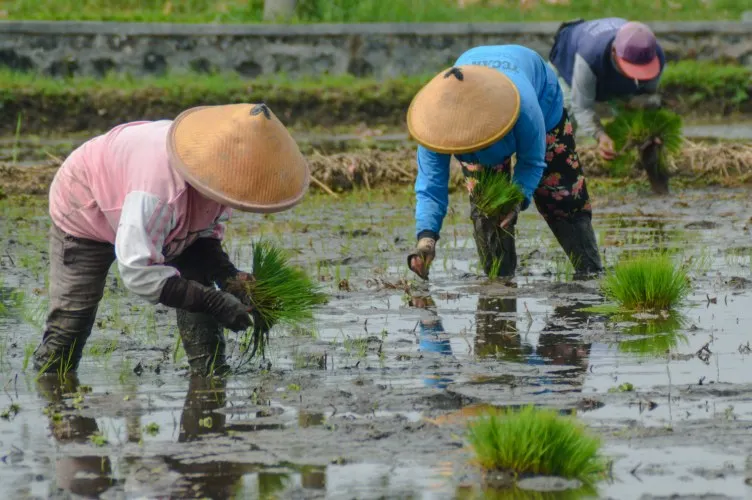 New Crop Vietnam Long Grain White Rice 504 5% Broken 15% 100%