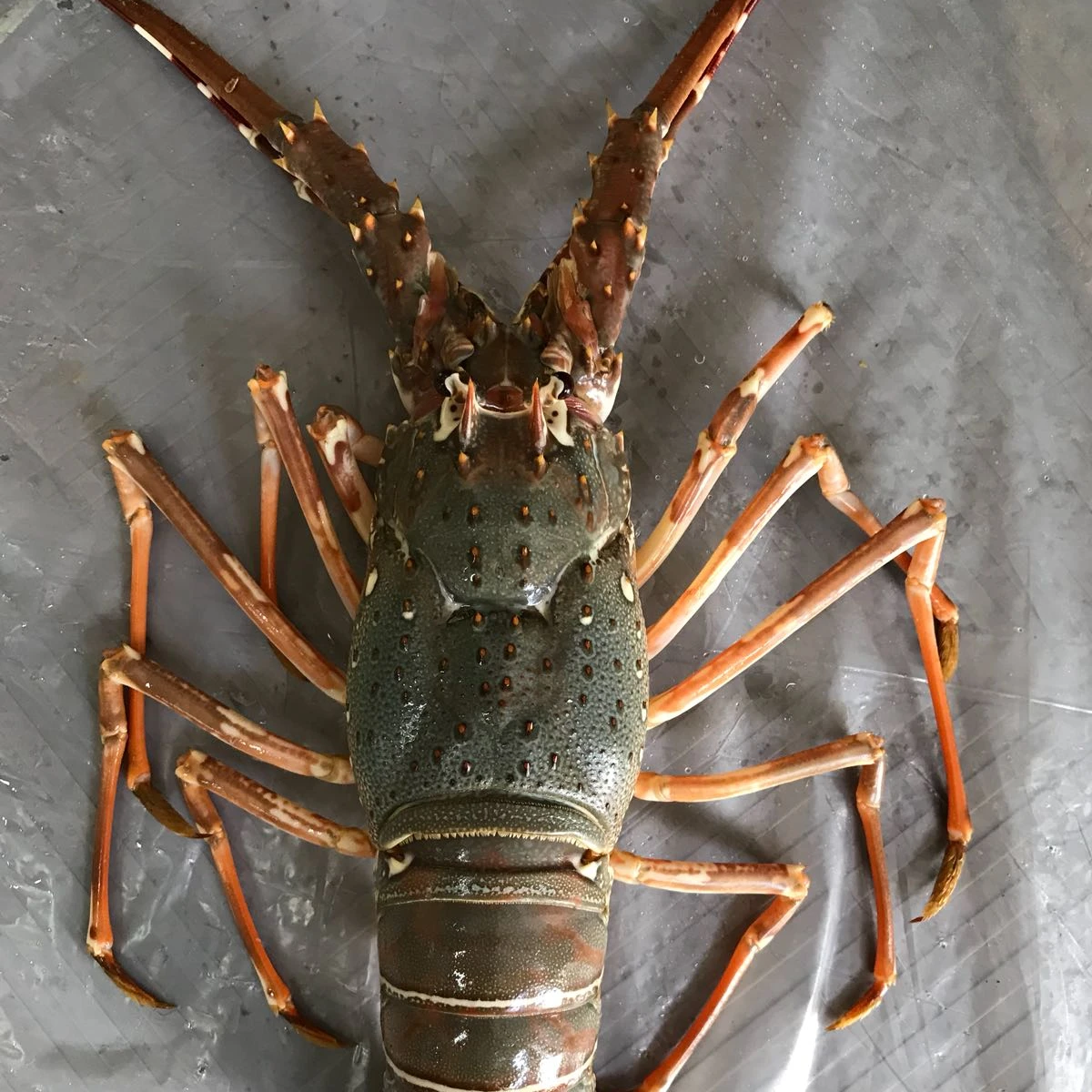 
High Export Quality Live Lobster Available - Alive Bamboo Lobster for Hong Kong - Fresh Rock Lobster for China 