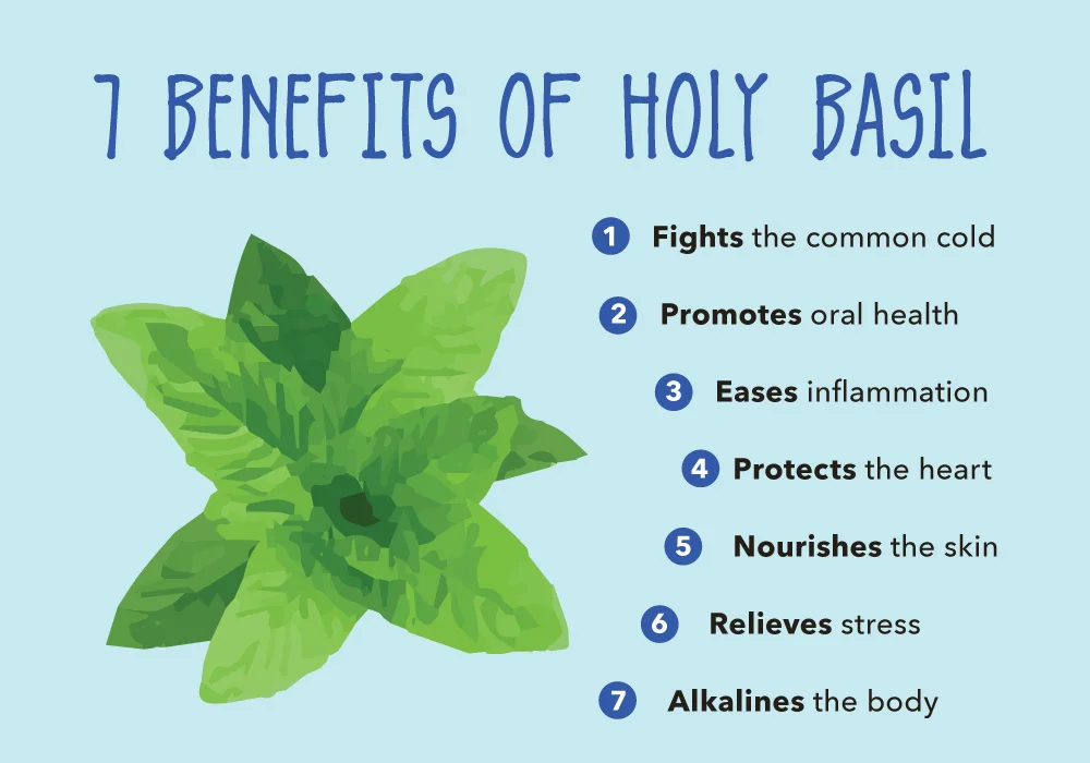 Tulsi Organic Powder also known as Holy basil powder