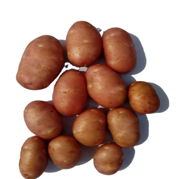 Fresh Bangladesh Cardinal Potatoes in a Cheapest Rate