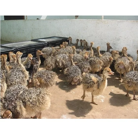 Healthy Ostrich Chicks , Fertilized Eggs,Red and Black neck ostrich chicks /African ostrich chicks