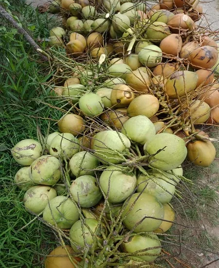 
FRESH YOUNG COCONUT DIAMOND SHAPE HIGH QUALITY BEST PRICE FROM VIKAFOODS (WhatsApp/Wechat: + 84 983 028 718) 