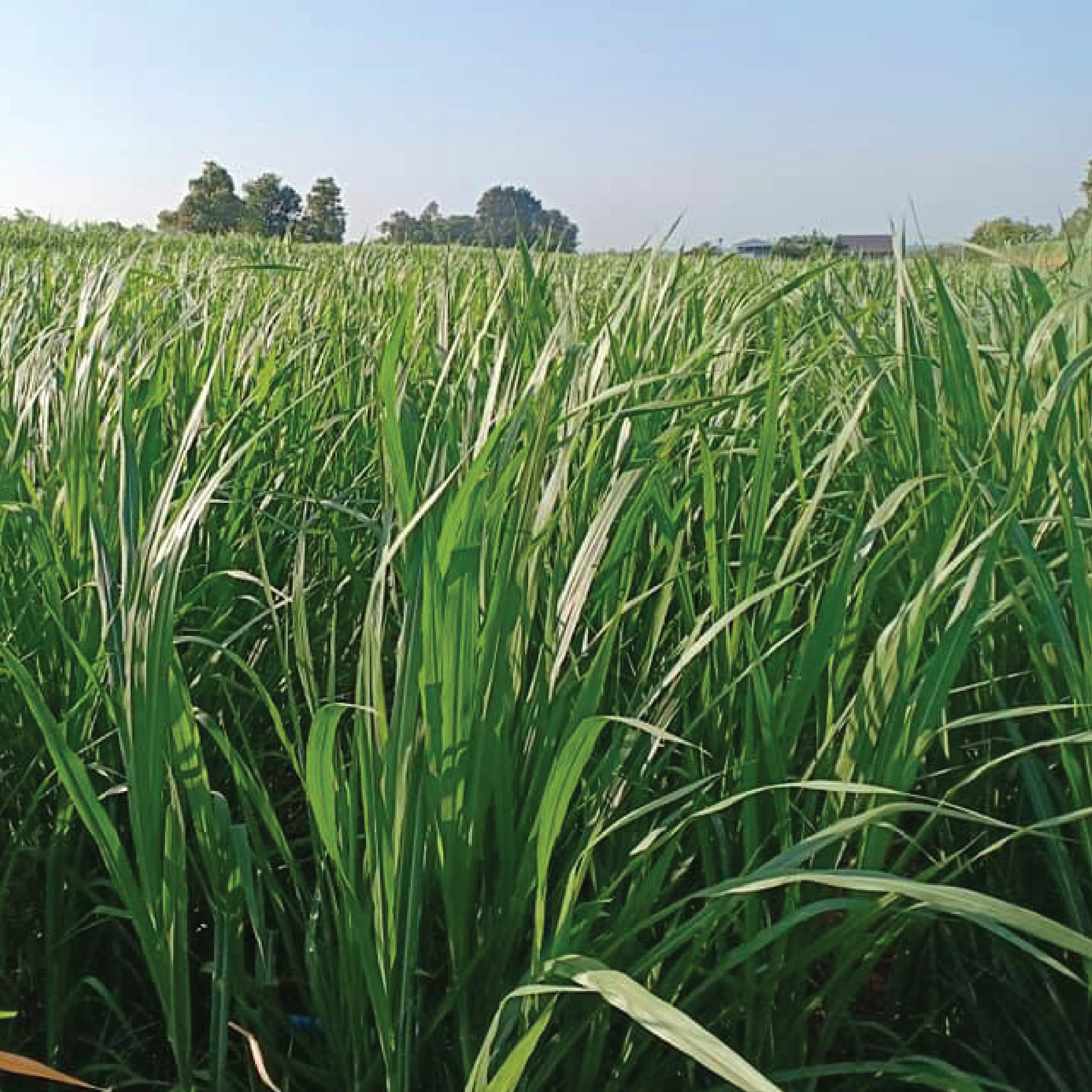 
Farm Animal food Nepia Grass High quality from Thailand 