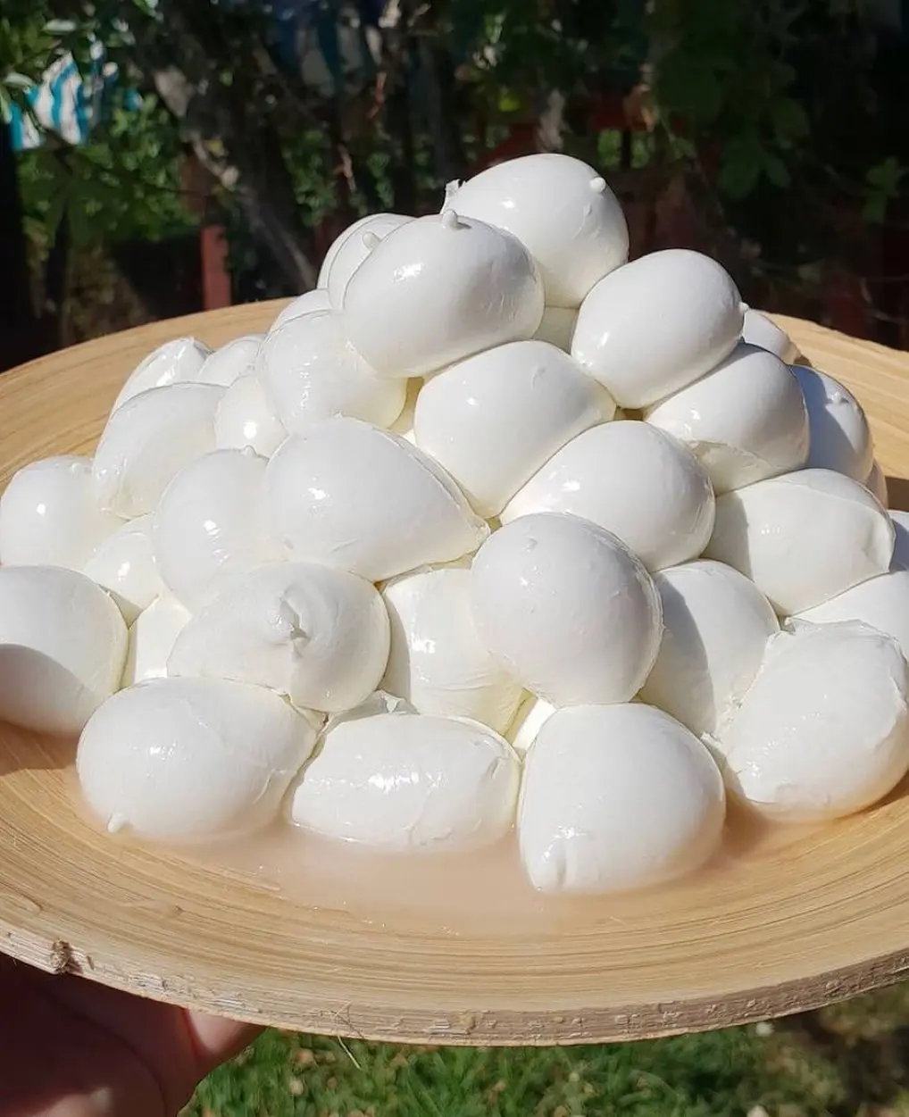 Frozen Mozzarella cheese