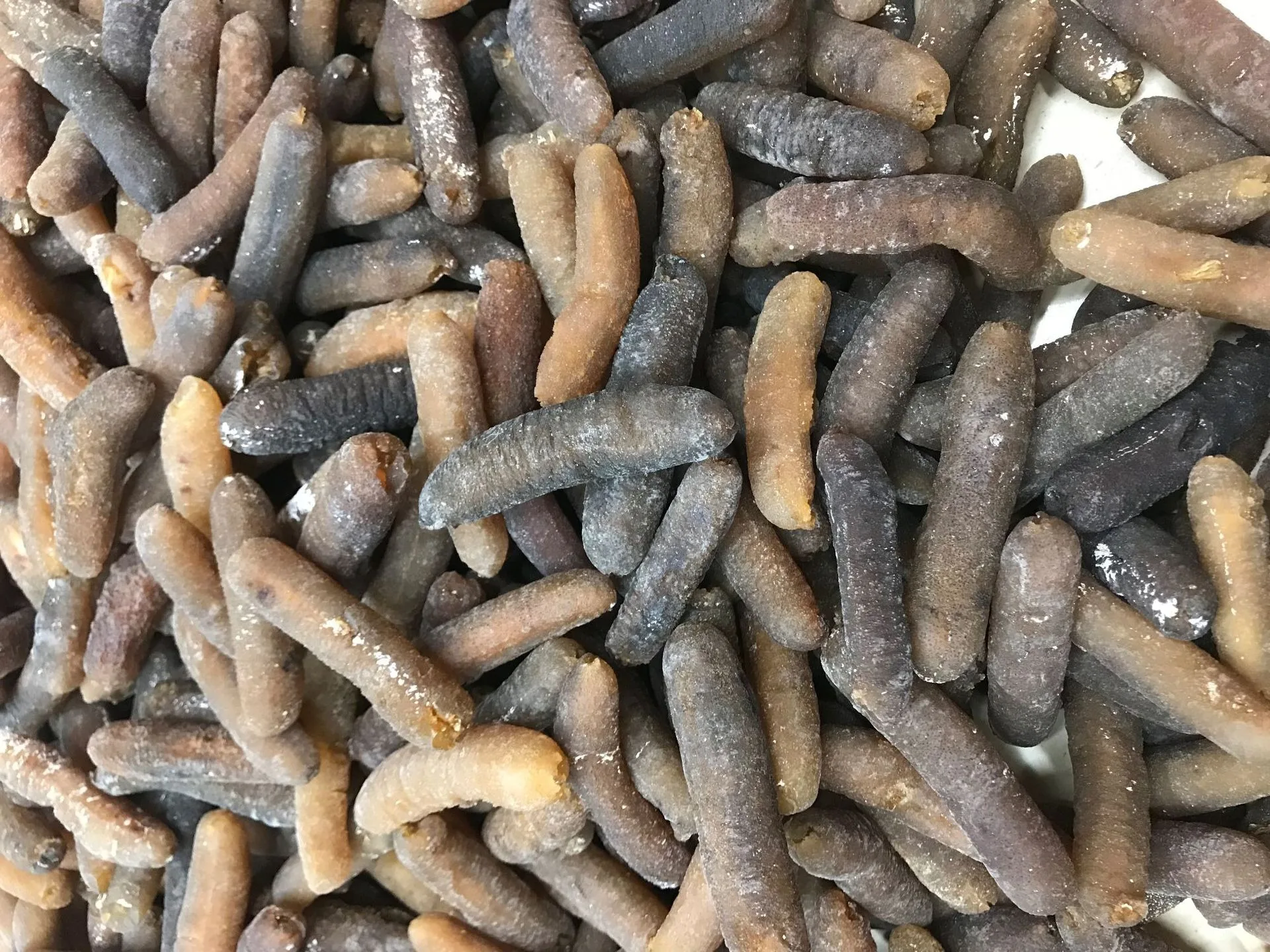  Высококачественный сушеный и замороженный лысой морской огурец на продажу