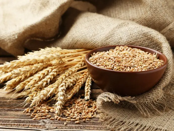 Premium 100% Organic Wheat