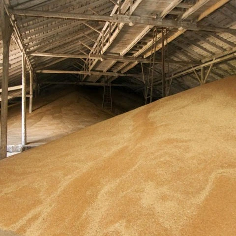 
 Русское зерно пшеницы, без ГМО, класс 2 и 3  