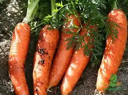 Лидер продаж замороженная морковь для приготовления пищи высокого качества г-жа Нэнси + 84-896-626-401