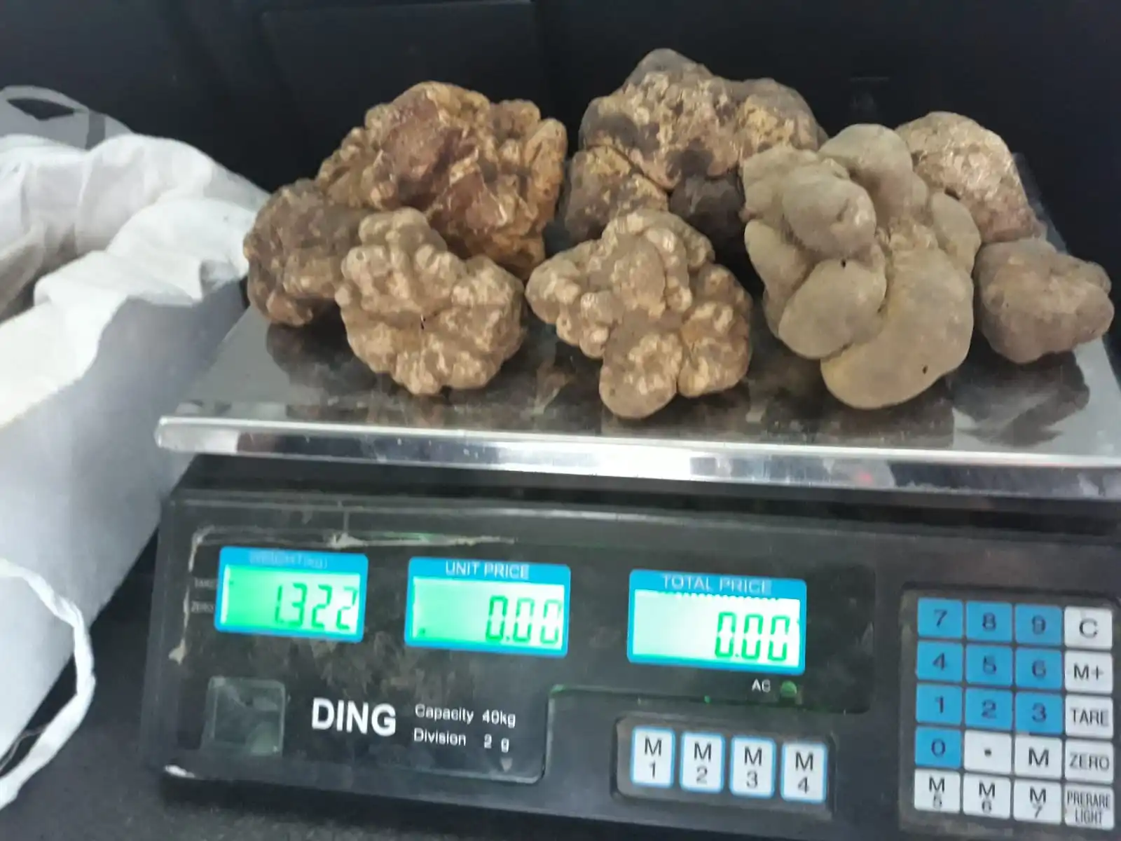 White Spring Truffle (Tuber Borchi)