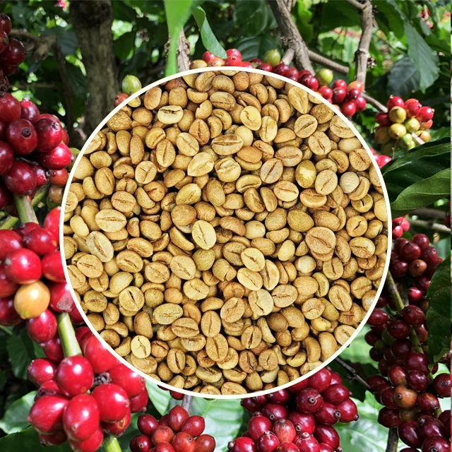  Качественные натуральные зеленые кофейные зерна Robusta Simexco