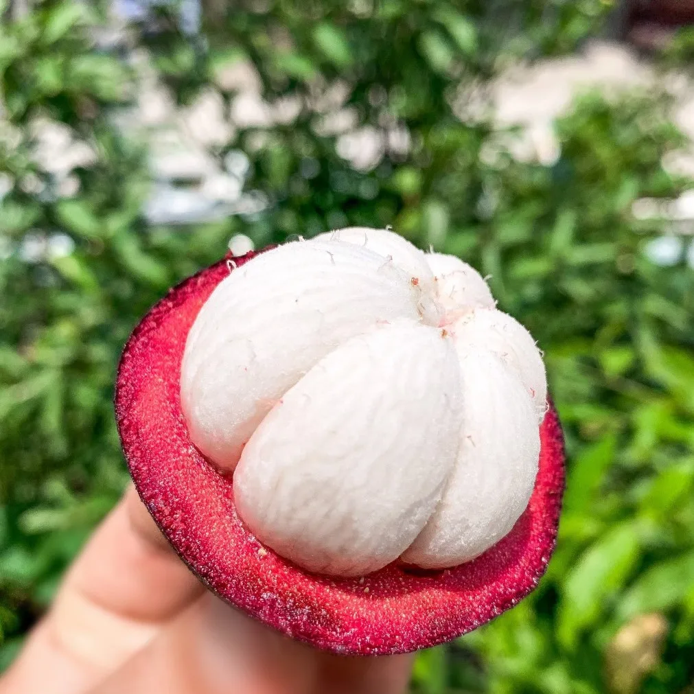 Vietnam  Mangosteen fresh fruit - Premium, high quality, clean farming, Global GAP, prestige, attractive price