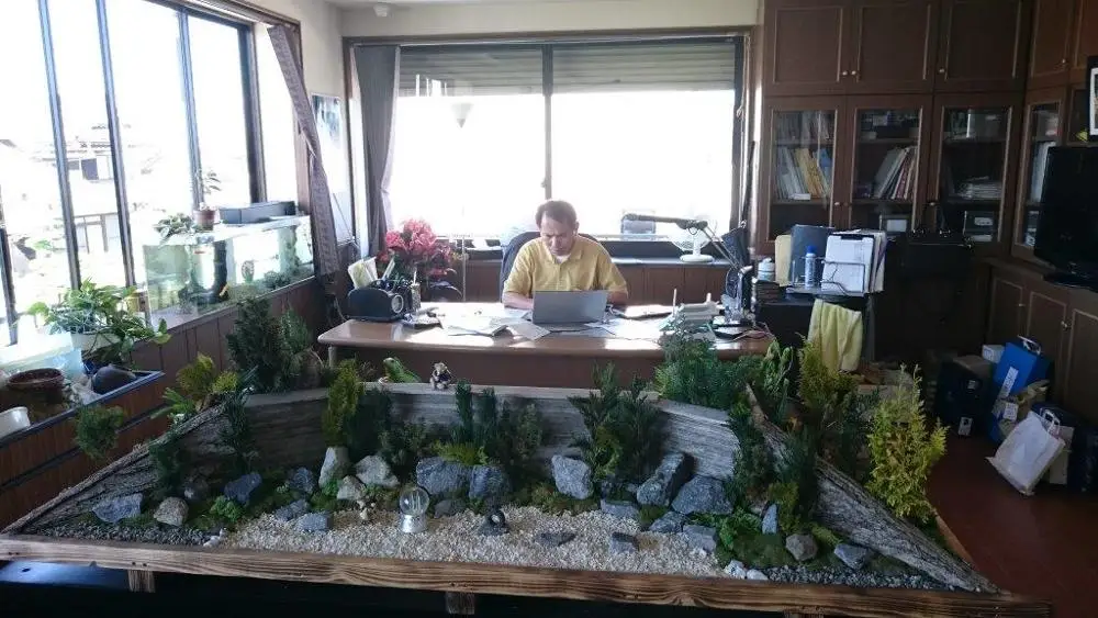 
Japan healthy food longevity Steamed weight loss organic sea kelp dried 