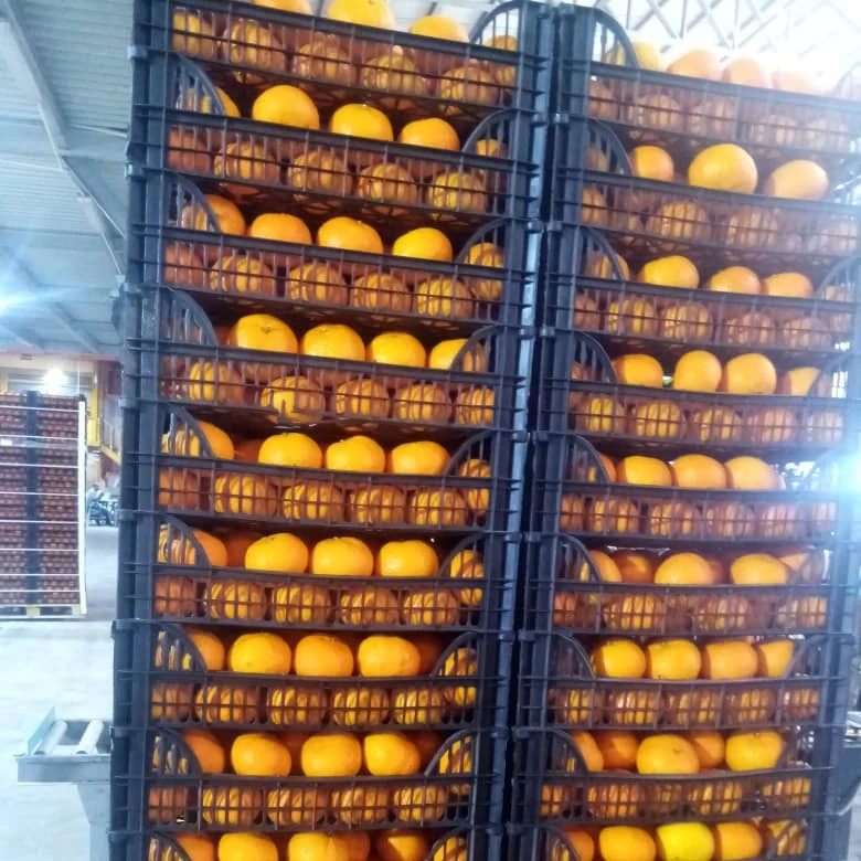 Organic Best Selling Super Fresh-Natural Ripe and Healthy Egyptian ORANGE CITRUS 2021