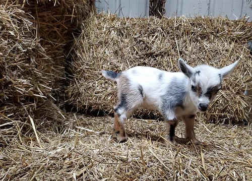 Nigerian Dwarf, Nubian,Goats,cow,camel,sheep,goat,ox,bull