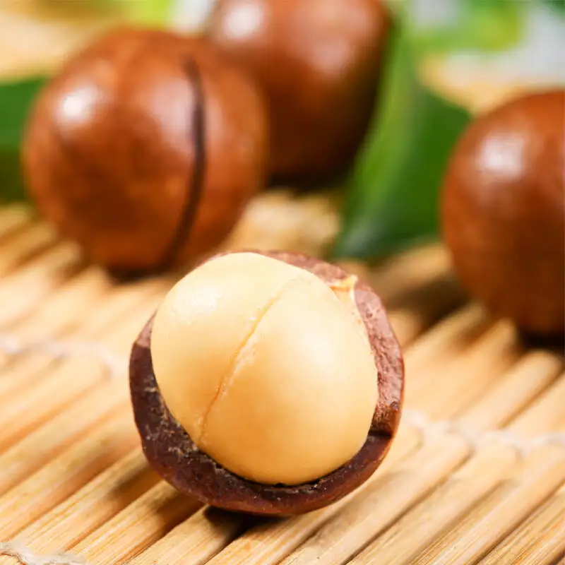 Raw organic Macadamia nuts with shell and Without shell.