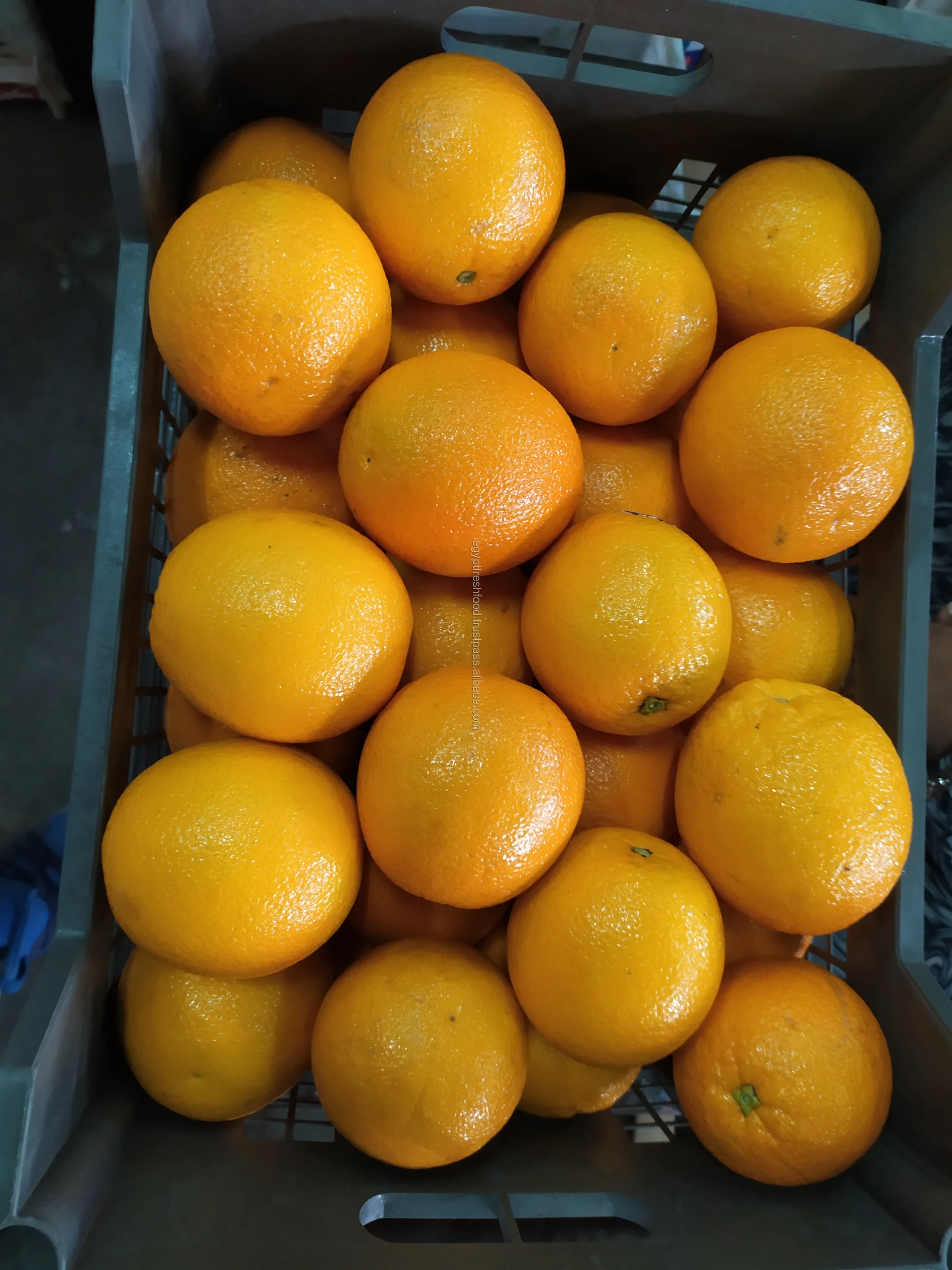 
Best quality Citrus from Egypt , Fresh crop , mandarin 