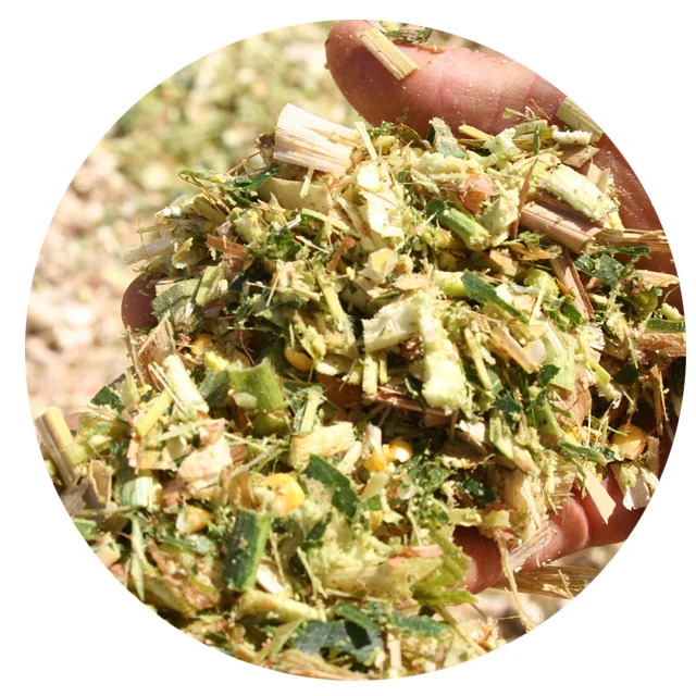 HIGH PROTEIN CORN SILAGE FOR ANIMAL FEED KOTINOCHI BRAND