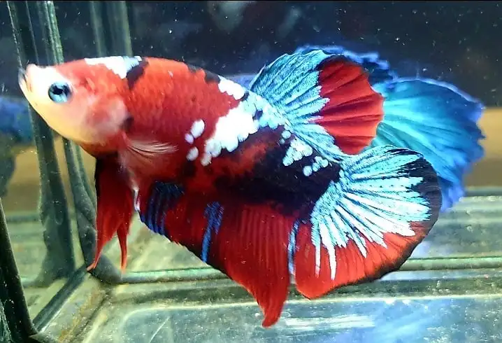  Цветной тайский Бетта-рыбка Полумесяца Премиум-Качества плакат сиамский