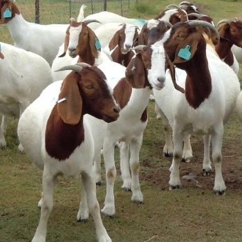 
Alive Livestock Holstein, Alpine Goats, Saneen, Hijazi, Nubian, pashmina, Boer live goats 